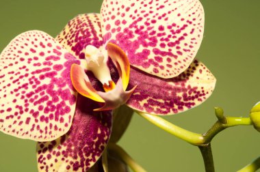 Açık yeşil arkaplanda pembe ve beyaz orkide çiçeği..