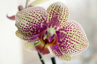 Açık mavi arkaplanda beyaz-mor orkide çiçeği. Arkaplan dokusu.