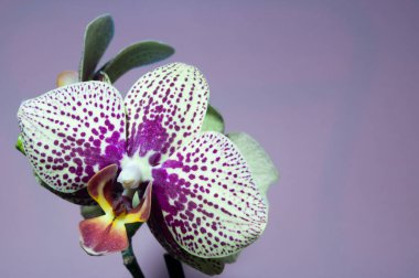 Hafif arka planda bir orkide çiçeğinin yakın çekimi. Arkaplan, orkide.