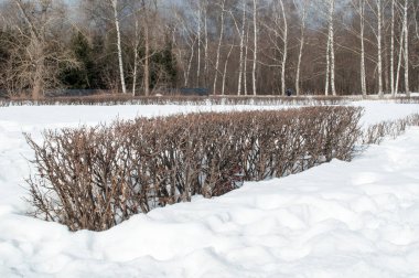 Bir kış günü şehir parkında budanmış çalılar. Panorama, ağaçlar, çalılar.