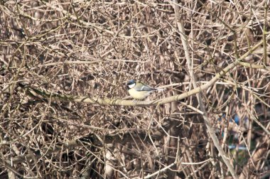 Küçük bir meme faresi dalların arka planında bir dala oturur..