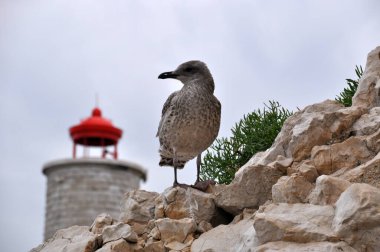 Deniz Burnu. Martı, deniz fenerinin arka planında taşların üzerinde duruyor..