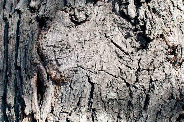 Hintergrund Textur Nahaufnahme Der Rinde Eines Großen Baumes — Stockfoto