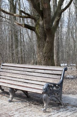 Büyük eski bir ağaç manzarası, park ziyaretçileri için ahşap bir bank..