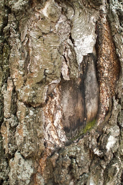 디자인 나무껍질없는 자작나무 — 스톡 사진