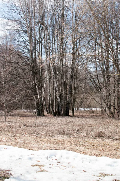 Panoramiczny Widok Polanę Resztkami Śniegu Drzew Bez Liści Wiosna Słoneczny — Zdjęcie stockowe