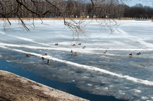 Panorama Primavera Lagoa Prostitutas Sem Neve Primavera Dia Ensolarado — Fotografia de Stock