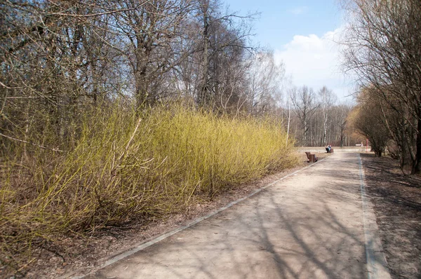 城市公园的小路 黄矮的灌木丛映衬着树木和蓝天 — 图库照片