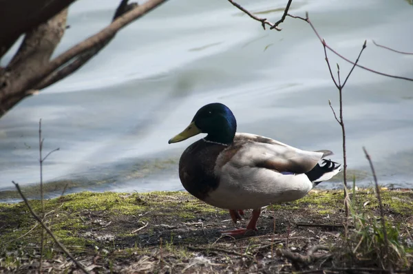 Duck Drake Yeşil Çimlerin Üzerinde Göletin Kıyısında Kuş Bakışı — Stok fotoğraf