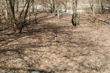 Karsız bir parkta, bir sincap eski yapraklarda yiyecek arıyor..