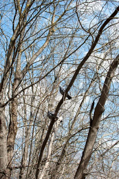 Δύο Περιστέρια Ένα Ανοιξιάτικο Πάρκο Ένα Κλαδί Δέντρου Μια Ηλιόλουστη — Φωτογραφία Αρχείου