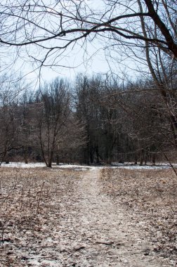 Ormanın panoramik manzarası ve ağaçların altındaki kar kalıntıları..