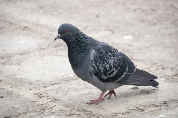 Close City Pigeon Cobbled Street — Stock Photo, Image