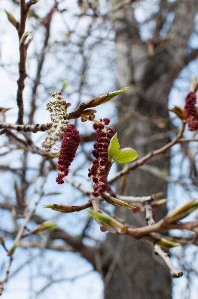 Fondo Textura Hojas Jóvenes Inflorescencias Florecen Las Ramas Del Árbol — Foto de Stock