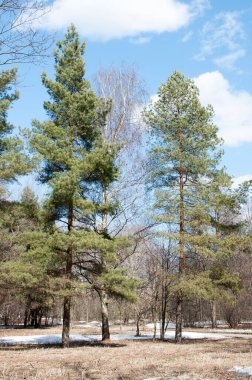 Uzun yeşil çam ağaçları ve erimiş kar parçalarıyla dolu bir parkta, bulutlu mavi bir gökyüzüne karşı bir açıklık..