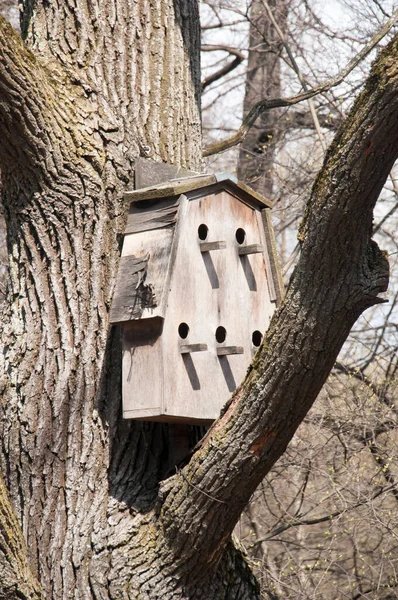 Большом Старом Дереве Скворечник Нескольких Семейств Лесных Птиц — стоковое фото