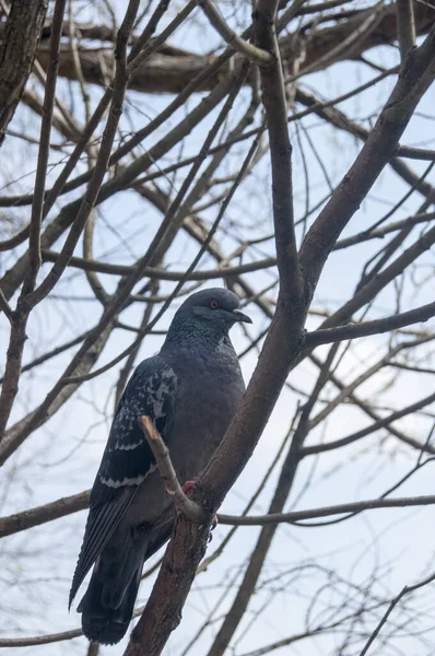 City Rock Dove Tree Branches Background Wildlife — Stock Photo, Image