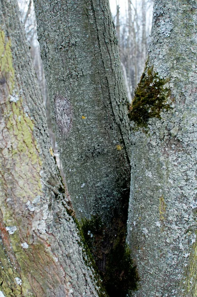 Three Tree Trunks Green Moss Background Texture Design — Stock Photo, Image