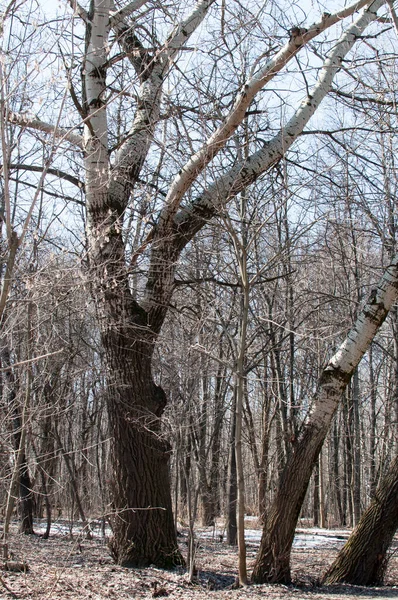 Fondo Gran Árbol Sin Hojas Bosque Primavera Temprana Día Soleado —  Fotos de Stock