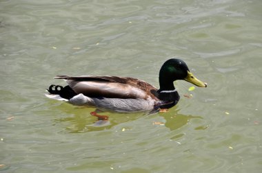 Bir ördeğe yakın çekim, bir drake gölün sularında yüzer..