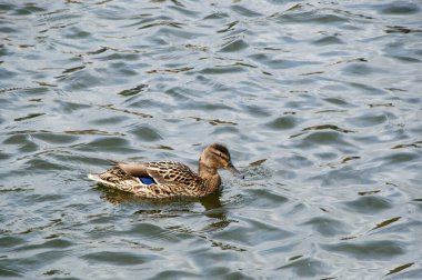 Gölün bahar manzarası. Gölün sakin sularında eğil..