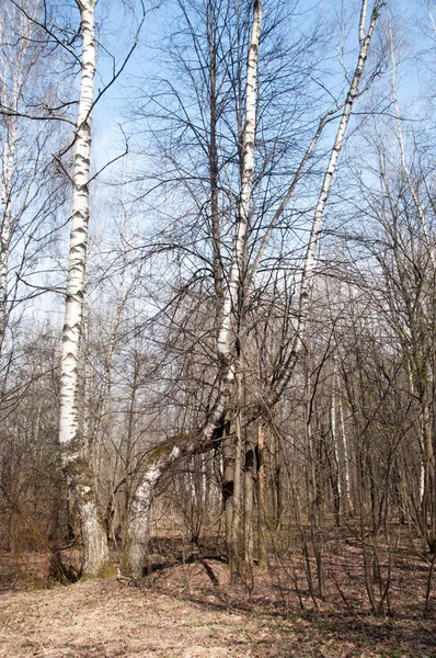 Widok Wysoko Zakrzywioną Brzozę Parku Panorama Wiosny — Zdjęcie stockowe