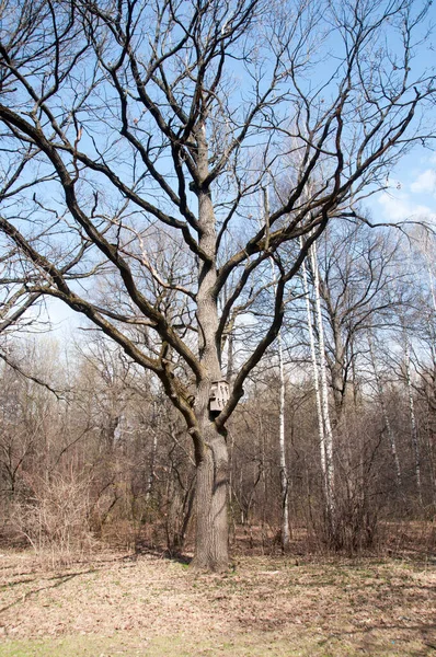 커다란 나무의 줄기에 마리의 — 스톡 사진