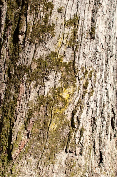 Ιστορικό Υφή Κοντινό Πλάνο Φλοιός Ενός Παλιού Δέντρου Βρύα — Φωτογραφία Αρχείου
