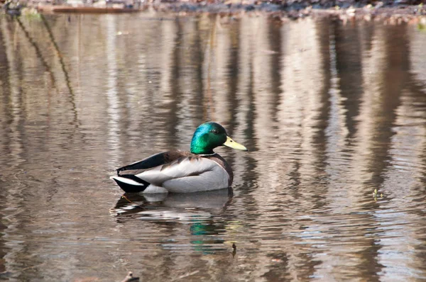 Ánade Real Drake Tranquila Superficie Del Lago Nada Cerca Orilla — Foto de Stock