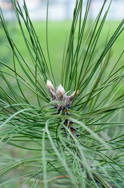 Contexte Texture Gros Plan Nouveaux Germes Printaniers Sur Une Branche — Photo