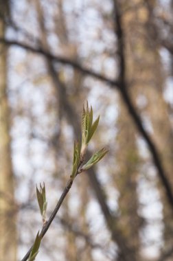 Ağaç dalında genç yeşil yapraklar. Arka plan, doku. Doğa, bahar.