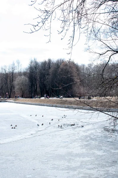 Panorama Primaveral Del Parque Con Vacacionistas Terraplén Lago Cubierto Hielo —  Fotos de Stock