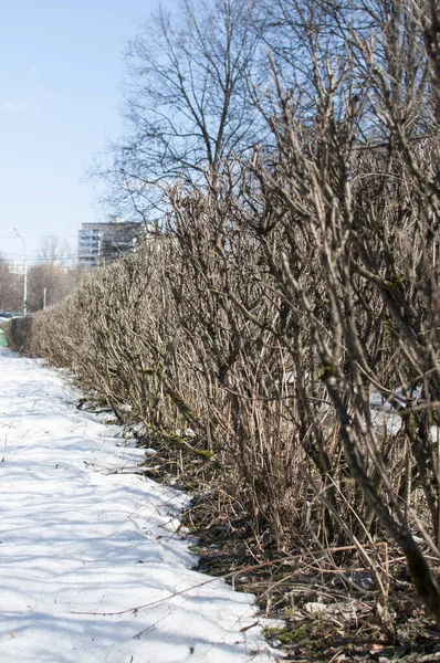 複数階建ての住宅を背景に都市公園内の早春の葉のない茂み — ストック写真