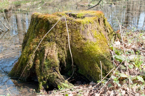 デザイン 川岸に緑に覆われた古い木の切り株 — ストック写真