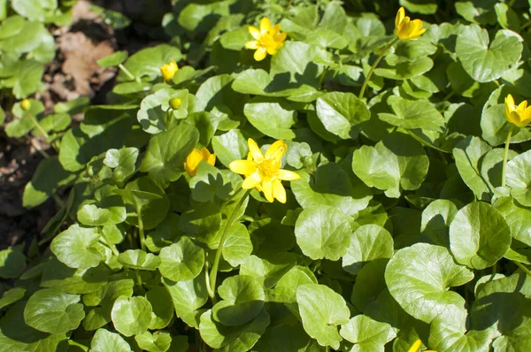 Весна Перші Молоді Жовті Квіти Фоні Зеленого Листя — стокове фото