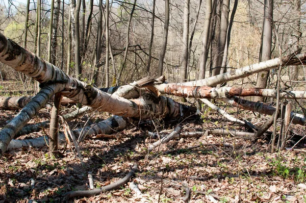 Troncos Abedul Caídos Suelo Primavera Bosque Panorama —  Fotos de Stock