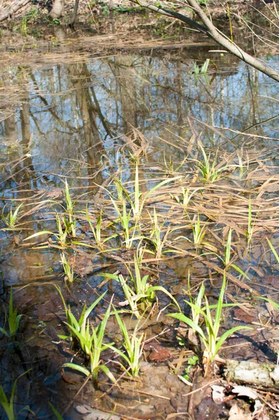 Giovani Germogli Verdi Piante Acquatiche Sullo Sfondo Del Fiume Allagato — Foto Stock