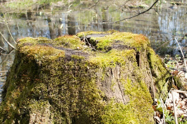 接近中だ 苔で覆われた古い木の切り株 — ストック写真
