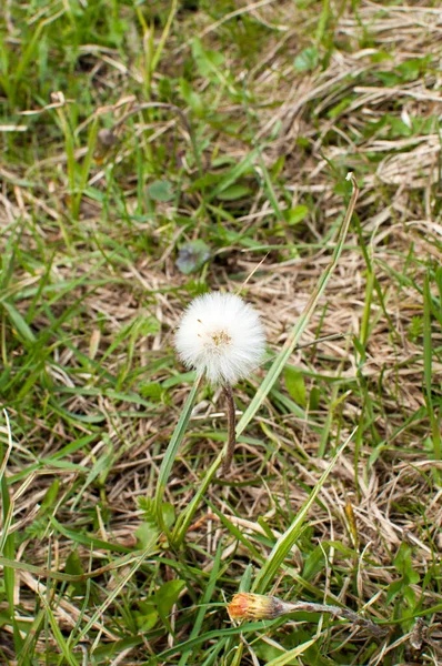 緑の草を背景に花 ヤギひげ を咲かせます デザイン — ストック写真