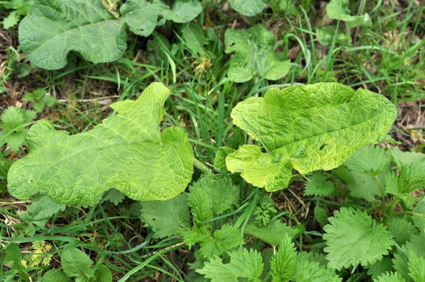 Young Leaves Burdock Background Green Grass Early Spring Park — Stock Photo, Image