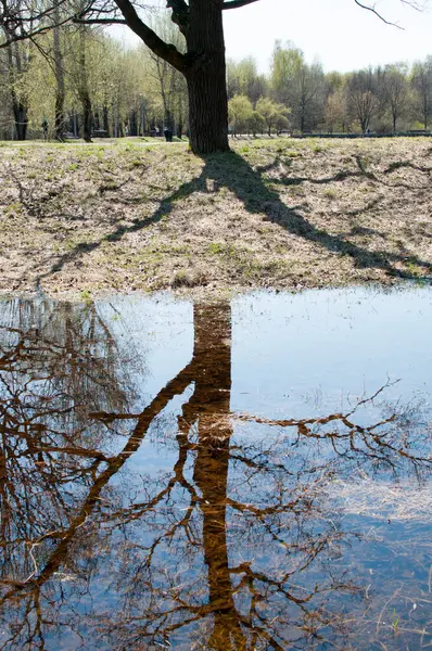 Odbicie Pnia Drzewa Gałęzi Wodzie — Zdjęcie stockowe
