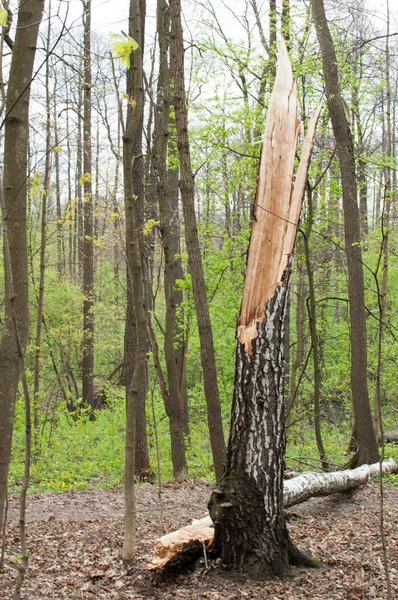 Tronco Abedul Roto Tras Fuerte Viento Parque Ciudad Primavera —  Fotos de Stock