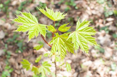 Yeşil yaprakların ilkbahar yakın çekimi. Genç akçaağaç dalda ayrılıyor..