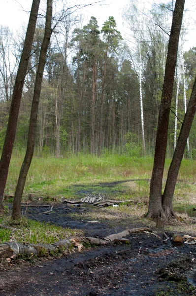 공원의 경로의 진흙을 수있는 나무로 — 스톡 사진