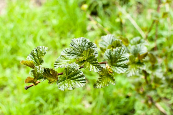 Jonge Groene Bladeren Van Struik Vroeg Voorjaar Tak Met Bladeren — Stockfoto