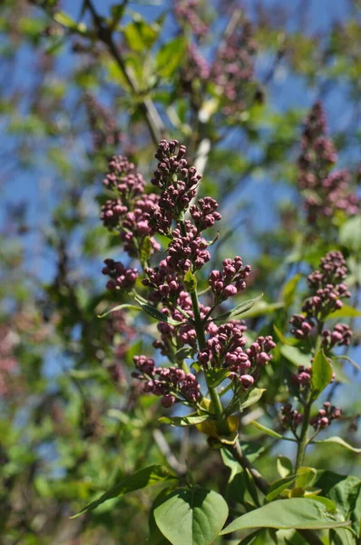 Lilac Bush Close Bloeiende Lila Bloemen Vroege Lente Lilacs Tegen — Stockfoto