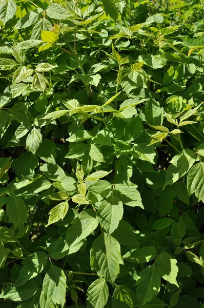 Unga Gröna Blad Buskar Starkt Solljus Bakgrund Struktur Tidig Vår — Stockfoto