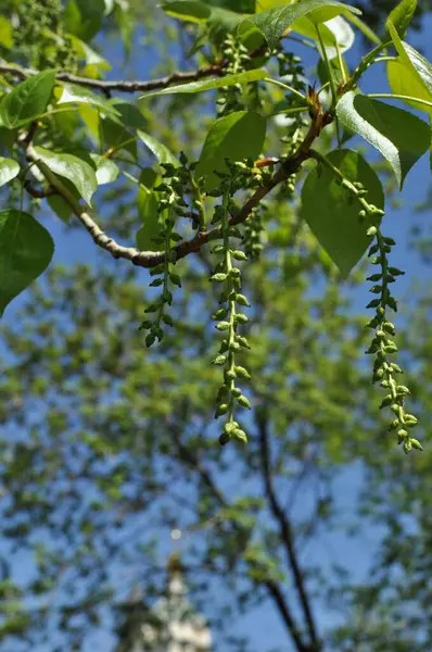 Молодые Зелёные Листья Цветущие Тополя Размытое Прошлое Боке Ранняя Весна — стоковое фото