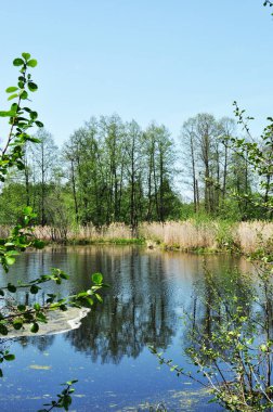 Sahilden bir orman gölü manzarası, uzun kuru otlarla kaplanmış. Güneşli bahar günü.
