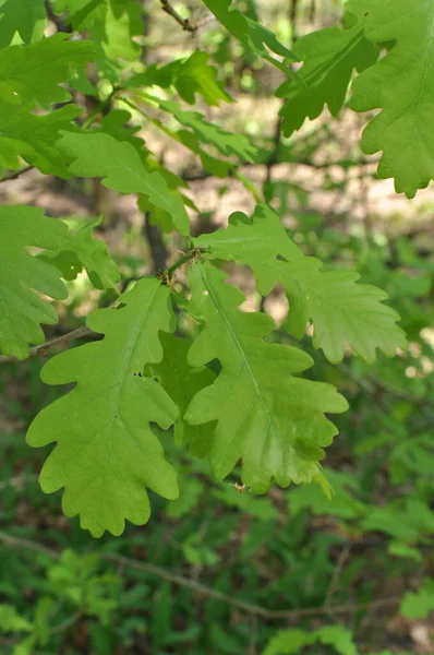 黄色い花や植物の葉を咲かせます デザイン ラット ラテン語でCaesalpnia はマメ科植物の属です — ストック写真